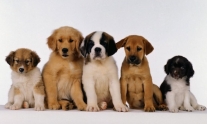 Giornata del trovatello per i nostri amici animali | Balarm.it